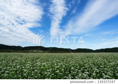一片美麗的白色蕎麥花海。 138337247