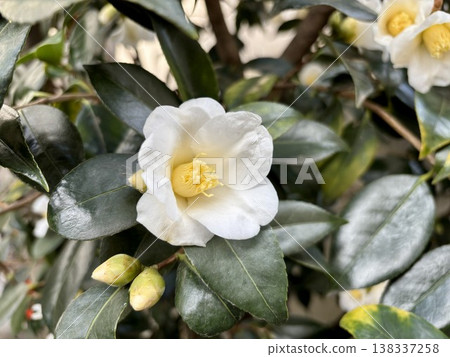 Close-up of the pure white camellia flower and buds. Close-up of the pure white camellia flower and buds. 138337258