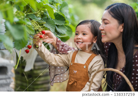 happy woman and preschool child girl picking fresh strawberry together with a wicker basket from the plant in farm happy woman and preschool child girl picking fresh strawberry together with a wicker basket from the plant in farm 138337259