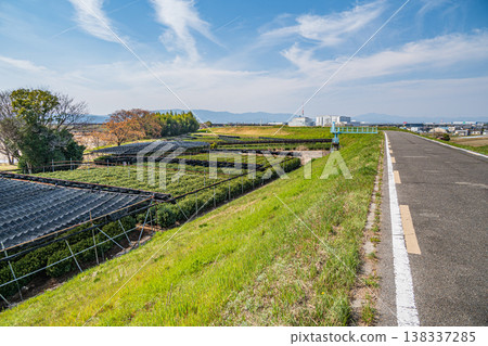 Tea plantations on the right bank of the Kizu River, Kamitsuya, Joyo City, Kyoto Prefecture Tea plantations on the right bank of the Kizu River, Kamitsuya, Joyo City, Kyoto Prefecture 138337285