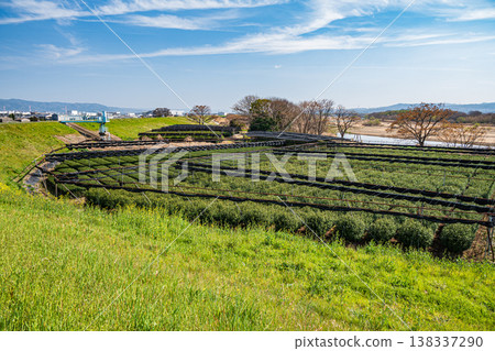 京都府久瀨郡久宮山町木津川右岸的濱台茶園 138337290