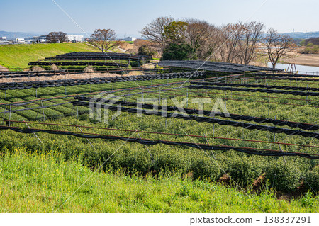 Tea plantations on the right bank of the Kizu River, Hamadai Tea Garden, Kumiyama Town, Kuse District, Kyoto Prefecture Tea plantations on the right bank of the Kizu River, Hamadai Tea Garden, Kumiyama Town, Kuse District, Kyoto Prefecture 138337291
