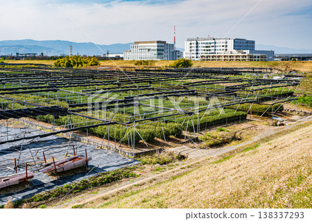 京都府久瀨郡久宮山町木津川右岸的濱台茶園 138337293