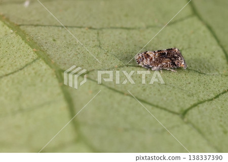 Living creature, insect: Red-spotted planthopper (Akafukogashiraum), with an angular body measuring 3-4 mm. Small head with large eyes. Living creature, insect: Red-spotted planthopper (Akafukogashiraum), with an angular body measuring 3-4 mm. Small head with large eyes. 138337390