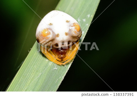 都靈Fundasi(女) 都靈Fundasi(女) 138337391