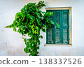 Window and vine 138337526