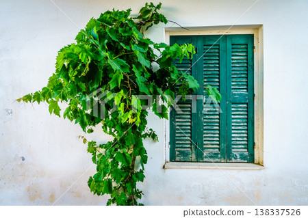 Window and vine 138337526