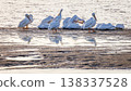 White American pelicans 138337528
