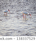 American white ibis 138337529