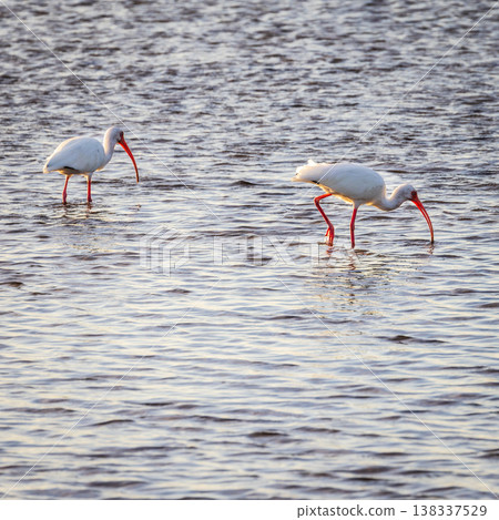 American white ibis American white ibis 138337529