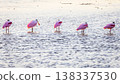 Roseate Spoonbills 138337530
