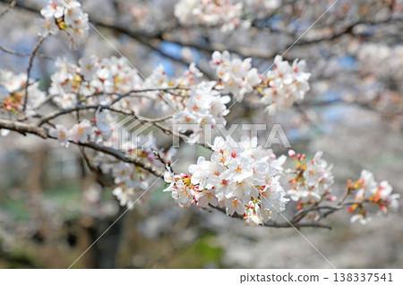 東京都櫻丘公園的染井吉野櫻花樹 東京都櫻丘公園的染井吉野櫻花樹 138337541