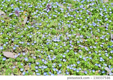 A field in early spring where the blue flowers of Veronica persica bloom. 138337586