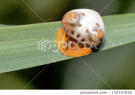 Turin Fundasi (female) Turin Fundasi (female) 138337656
