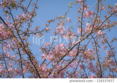 Cherry Blossoms against blue sky 138337657