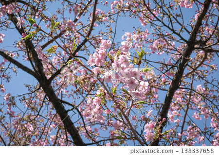 Cherry Blossoms against blue sky Cherry Blossoms against blue sky 138337658