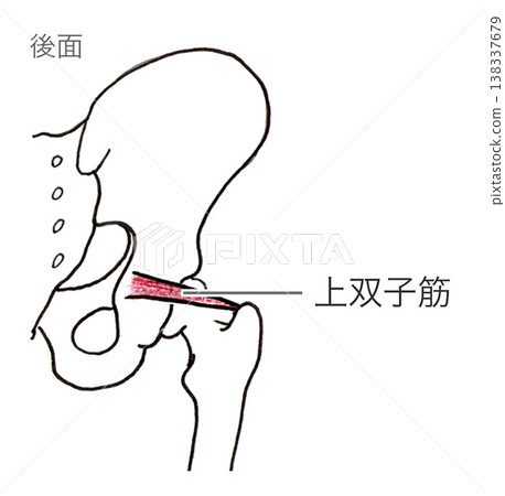 Hip joint, superior gemellus muscle, illustration Hip joint, superior gemellus muscle, illustration 138337679