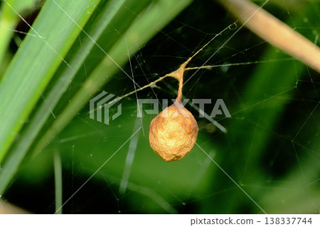 Egg sac of a bird droppings insect Egg sac of a bird droppings insect 138337744