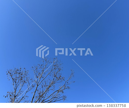 The silhouette of a bare tree stands out against the clear blue sky. The silhouette of a bare tree stands out against the clear blue sky. 138337758