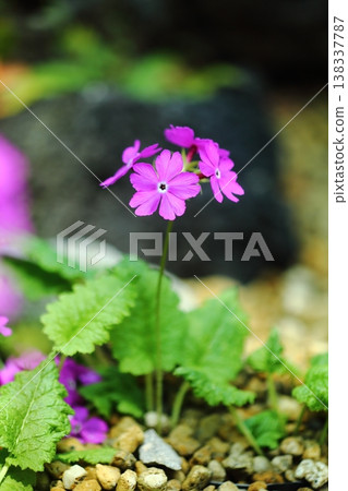 Primula Primula 138337787