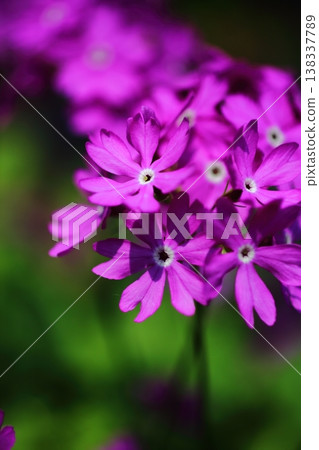 報春花 報春花 138337789