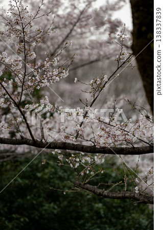 Cherry blossoms at Nagaoka Park in Utsunomiya City 138337839