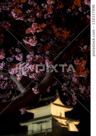 "Night cherry blossoms" at Utsunomiya Castle Ruins Park "Night cherry blossoms" at Utsunomiya Castle Ruins Park 138337896