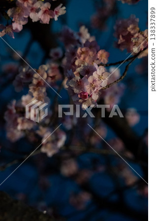 "Night cherry blossoms" at Utsunomiya Castle Ruins Park "Night cherry blossoms" at Utsunomiya Castle Ruins Park 138337899