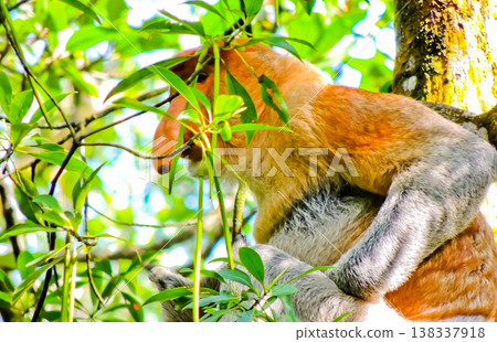 beautiful view of proboscis monkey in the wild beautiful view of proboscis monkey in the wild 138337918