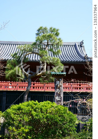 9482 Kiyomizu Kannon-do Temple, Moon Pine 138337964