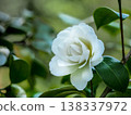 Shirosumikura 138337972