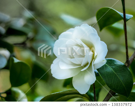 Shirosumikura 138337972