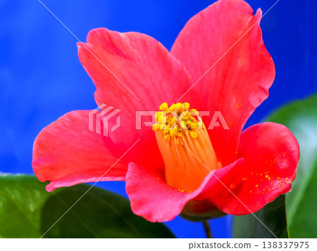 山茶花 山茶花 138337975