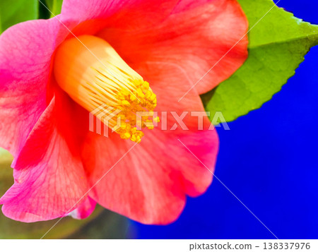 山茶花 山茶花 138337976