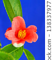 A butterfly wabisuke flower arranged in a tea room. 138337977