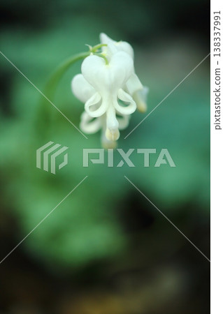 Cumkusa Cumkusa 138337991