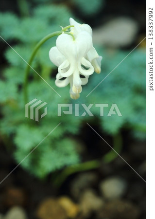 Cumkusa Cumkusa 138337992