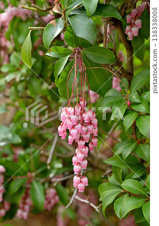 Tree · Asiatic azalea 138338008