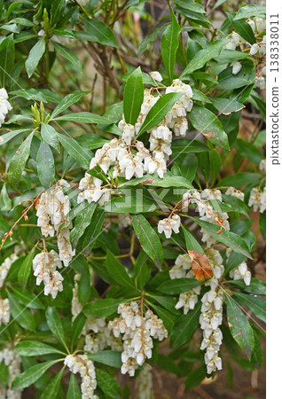 Tree · Asiatic azalea 138338011
