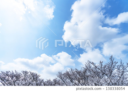 Spring sky and groves of trees Spring sky and groves of trees 138338054