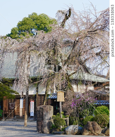 A scene of weeping cherry blossoms in full bloom, the height of spring. A scene of weeping cherry blossoms in full bloom, the height of spring. 138338063