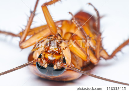 Macro closeup of dead cockroach lying on back showing detailed legs antenna and body texture highlighting pest control hygiene issues and insect anatomy on clean white background 138338415