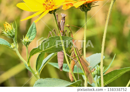 A pair of Chinese mantises perched on a Jerusalem artichoke plant. A pair of Chinese mantises perched on a Jerusalem artichoke plant. 138338752