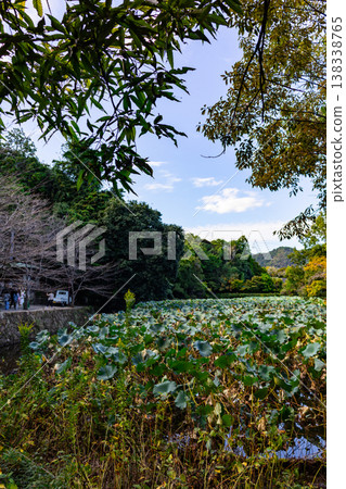 Lotus pond with broad green leaves surrounded by trees and rural landscape under blue sky with clouds in natural environment. Lotus pond with broad green leaves surrounded by trees and rural landscape under blue sky with clouds in natural environment. 138338765