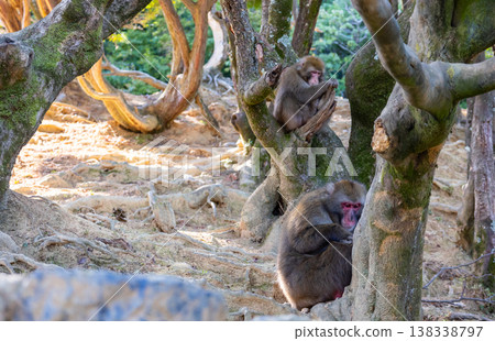 Group of Japanese macaques playing and interacting among trees in Kyoto Monkey Park, natural habitat with forest background 138338797