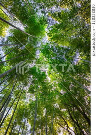 Scenic view from ground looking up through bamboo forest, natural pattern of tall stems and lush foliage in daylight, Kyoto, Japan Scenic view from ground looking up through bamboo forest, natural pattern of tall stems and lush foliage in daylight, Kyoto, Japan 138338830