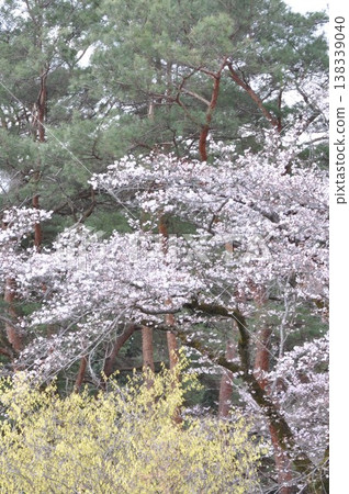 A landscape where the colors of spring overlap 1 A landscape where the colors of spring overlap 1 138339040