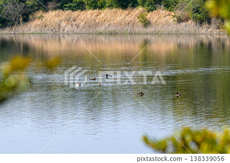 A nature-rich lakeside park for bird watching and waterside scenery. A nature-rich lakeside park for bird watching and waterside scenery. 138339056