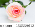 beautiful pink rose flower isolated on white background, valentine day 138339612