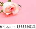 beautiful pastel rose flower on pink background, valentine day 138339613